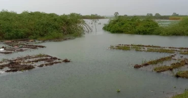 টানা চারদিনের বৃষ্টিপাতে মেহেরপুরে ফসলের মাঠ পানির নিচে, ভেসে গেছে পুকুরের মাছ