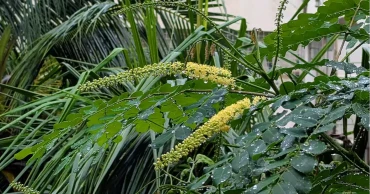 রাতভর বৃষ্টিতে ঢাকার বাতাসে উন্নতি