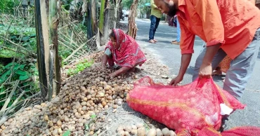 রংপুরে আলুর দামে ধস: লোকসান ও সংরক্ষণের অভাবে রাস্তায় ফেলছেন কৃষক