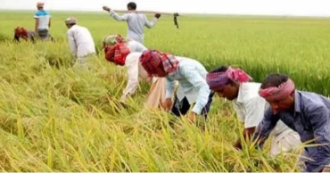 নওগাঁয় রোপা আমন ধান কাটায় ব্যস্ত কৃষকরা