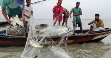 ১৩ অক্টোবর থেকে ৩ নভেম্বর পর্যন্ত ইলিশ ধরা ও বিক্রি বন্ধ