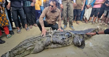 পদ্মায় জেলের জালে ধরা পড়ল বিশালাকৃতির কুমির