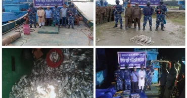 ভোলায় ২০ কেজি হাঙ্গরসহ ৮০০ কেজি সামুদ্রিক মাছ জব্দ