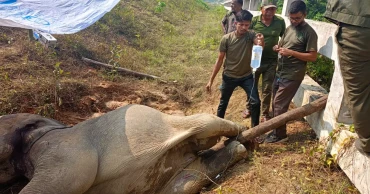 চুনতিতে ট্রেনের ধাক্কায় হাতি নিহতের ঘটনায় লোকোমাস্টার বরখাস্ত