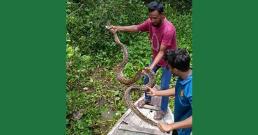 বাগেরহাটে খড়ের গাদা থেকে অজগর উদ্ধার, সুন্দরবনে অবমুক্ত