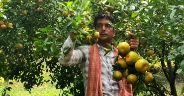 চায়না কমলা চাষ করে সাড়া ফেলেছেন চাঁপাইয়ের সায়েম আলী