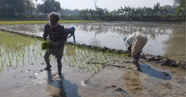 জিকের সেচ পাম্প চালু, বোরো-আউশ আবাদে সুবিধা পাবেন কৃষকরা