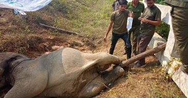 বাচাঁনো গেল না চট্টগ্রামে ট্রেনের ধাক্কায় আহত হাতি শাবকটিকে