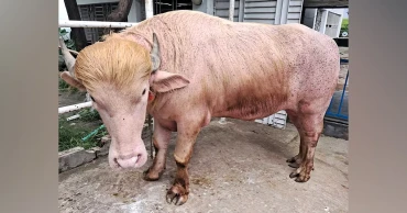 কোরবানির বাজারে আলোচনায় নারায়ণগঞ্জের ‘ডোনাল্ড ট্রাম্প’