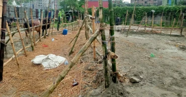 গাবতলী হাটে পশু সংকট, ক্রেতারা ভিড় জমাচ্ছেন নতুন বাজারে