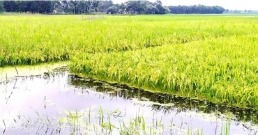 তিস্তার পানি বাড়া-কমায় পাকা ধান নিয়ে ১৮০ চরের কৃষকের দুশ্চিন্তা