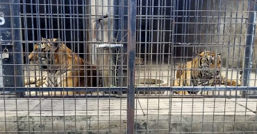 ভিয়েতনামে বার্ড ফ্লুতে আক্রান্ত হয়ে মরছে চিড়িয়াখানার বাঘ