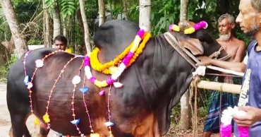 চাঁদপুরের পশুর হাট: আলোচনায় ১৫ লাখ টাকার 'জায়েদ খান'