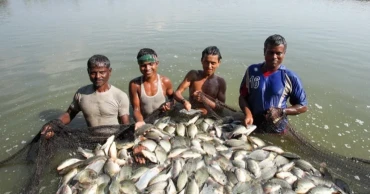 ২০৪১ সালে ৮৫ লক্ষ মেট্রিক টন মাছ উৎপাদনের লক্ষ্যমাত্রা বাংলাদেশের: মৎস্য ও প্রাণিসম্পদমন্ত্রী