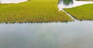 পাহাড়ি ঢল ও টানা বৃষ্টিতে নদ-নদীর পানি বাড়ছে, শেরপুরে গ্রীষ্মেই বন্যার আশঙ্কা