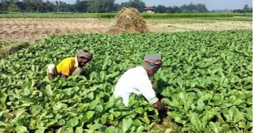 কম খরচে শীতকালীন ফসলের জাতভেদে ফলন বাড়ানো সম্ভব: বাকৃবি অধ্যাপক হারুন