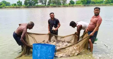 একসময়ের জলাবদ্ধ পতিত জমি এখন দেশের অন্যতম বৃহৎ মৎস্য উৎপাদন কেন্দ্র