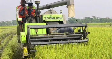 ডিজেল সংকটে বেড়েছে হারভেস্টারের ভাড়া, বিপাকে হাওরাঞ্চলের কৃষক