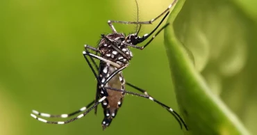 দেশে ডেঙ্গুতে ১ জনের মৃত্যু, আক্রান্ত ১৫০