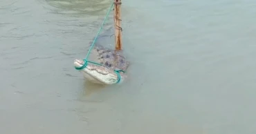 ফরিদপুরে পদ্মা নদীতে জেলের বড়শিতে কুমির আটক