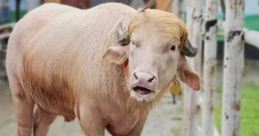 চিড়িয়াখানা থেকে সাভার বিএলআরআইতে গেল ‘ডোনাল্ড ট্রাম্প’