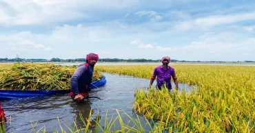 হাওরে ফসলহানি: ক্ষতিগ্রস্ত অনেকে পায়নি মানবিক সহায়তা, তালিকায় জনপ্রতিনিধি ও নেতাকর্মীদের ‘ঘনিষ্ঠজনেরা’