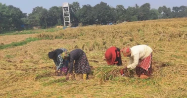 চাঁপাইনবাবগঞ্জে আমন ধানের ভালো ফলনে খুশি চাষিরা