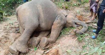 শেরপুরে বিদ্যুতায়িত হয়ে প্রাণ গেল আরও একটি বন্যহাতির