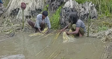 কুড়িগ্রামে বন্যা-খরায় পাটে ক্ষতি ৫৬ কোটি টাকা