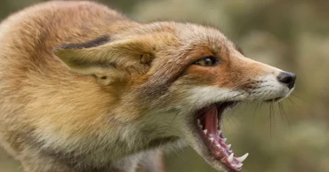 চাঁদপুরে শিয়ালের কামড়ে আহত ১০