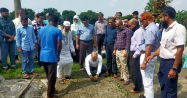 বাকৃবিতে কৃষকদের বিনামূল্যে টমেটোর চারা ও গাজরের বীজ বিতরণ