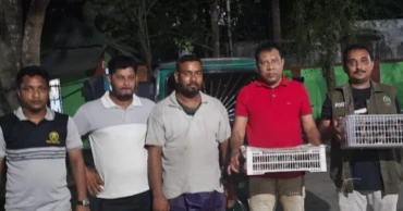 কুষ্টিয়ায় ৪০ দেশি শালিক পাখি উদ্ধার