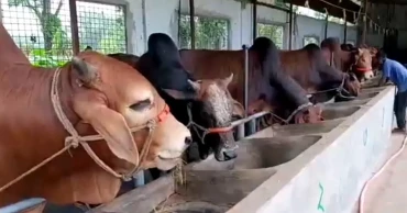 উচ্চ হাসিল ও রাখার বিড়ম্বনায় খামারমুখী কুমিল্লার ক্রেতারা