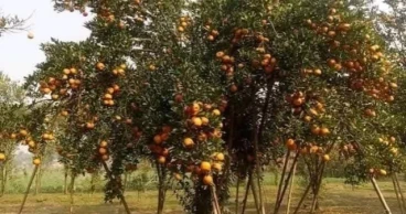 ঠাকুরগাঁওয়ে দার্জিলিং জাতের কমলা চাষ, রয়েছে দর্শনার্থীদের বিনোদনের ব্যবস্থাও