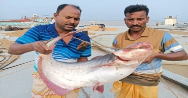 পদ্মার এক পাঙ্গাশ বিক্রি হলো ৩৭,৪০০ টাকায়