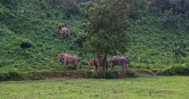 মানুষ-হাতি দ্বন্দ্ব কমাতে দুই পরিকল্পনা সরকারের
