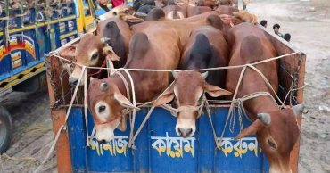 কোরবানির পশু নিয়ে বাকৃবি গবেষকের পরামর্শ