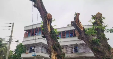 টেন্ডার ছাড়াই ঝিনাইদহে জেলা পরিষদের গাছ সাবাড়