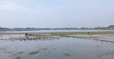 সুনামগঞ্জের হাওরের পানি নিষ্কাশনে ধীরগতি, বিপাকে কৃষক