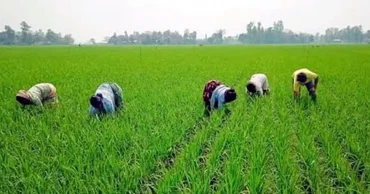 কৃষি ঋণে কি বেসরকারি ব্যাংক ও প্রান্তিক কৃষকের অনাগ্রহ বাড়ছে?