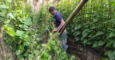 ৩ কৃষকের ২ বিঘার পানের বরজ কাটল দুর্বৃত্তরা