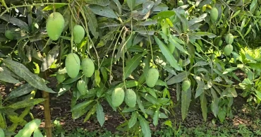 বাণিজ্যিক আম চাষে সম্ভাবনার নতুন দুয়ার খুলছে ফরিদপুর