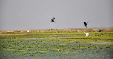 বিয়ানীবাজারের সবুজ দুনিয়া সংকুচিত, অতিথি পাখি উধাও