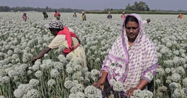 ফরিদপুরে পেঁয়াজ বীজের বাম্পার ফলন, ৫০০ কোটি টাকার বাণিজ্যের সম্ভাবনা