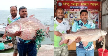পদ্মার বিশাল কাতলা ও রুই মাছ বিক্রি হলো সোয়া লাখ টাকায়