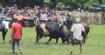 নড়াইলে ঐতিহ্যবাহী ষাঁড়ের লড়াই, দর্শনার্থীদের উপচে পড়া ভিড়