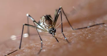 ডেঙ্গুতে আরও ৩ মৃত্যু, হাসপাতালে ৩১৯