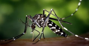 দেশে ২৪ ঘণ্টায় ডেঙ্গুতে আক্রান্ত ৮৪