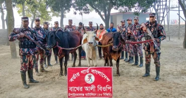 চাঁপাইনবাবগঞ্জ সীমান্তে ভারতীয় গরু উদ্ধার, আটক ৩