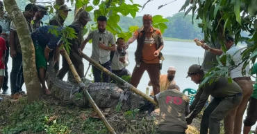 খানজাহান আলীর মাজারের কুমিরটি সরিয়ে নেওয়া হয়েছে